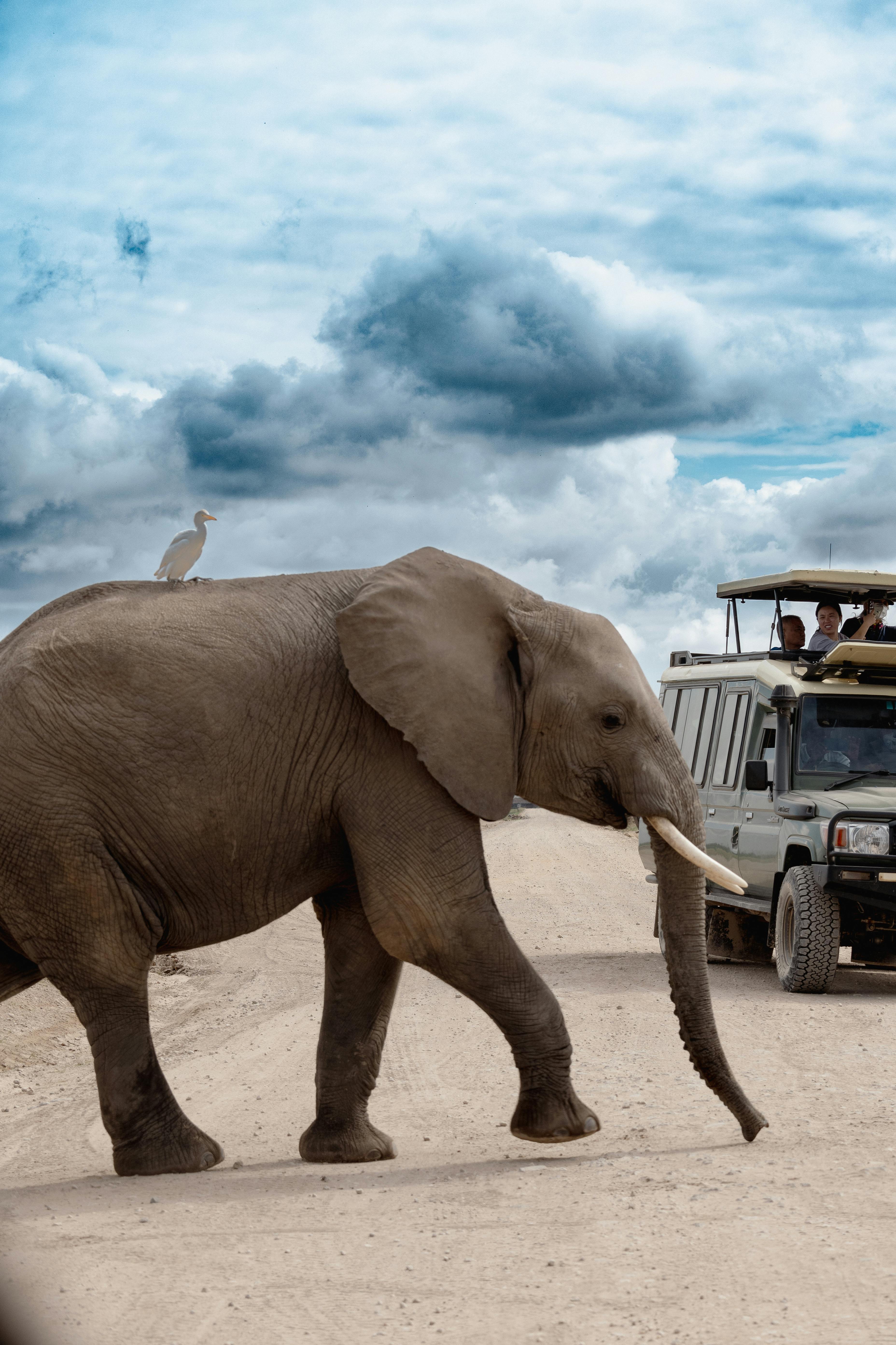Namibia Safari